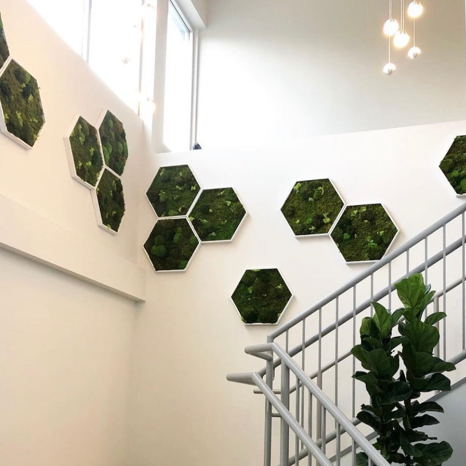 Preserved Forest Frames