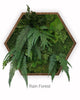 Preserved Forest Frames - Greenstems