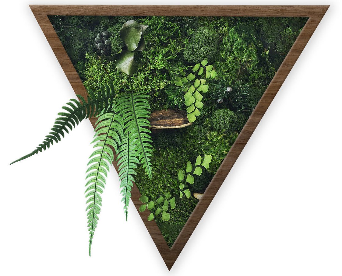 Preserved Forest Frames