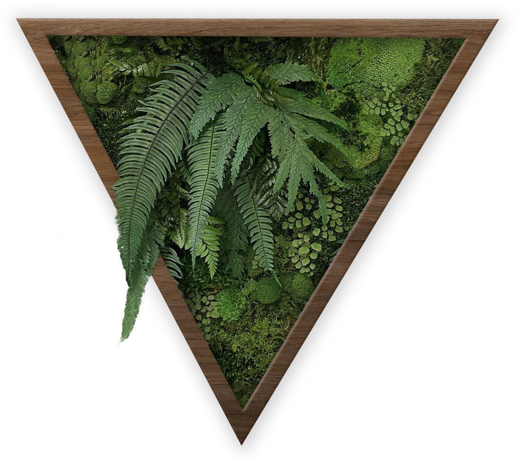 Preserved Forest Frames